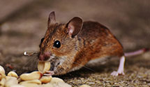 24 Hour & Emergency Exterminators in Naval Hos, NC